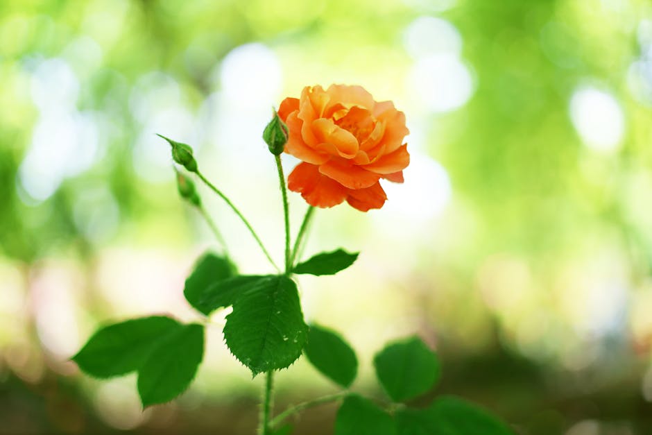 로즈힙의 놀라운 효능과 활용법을 알아보자