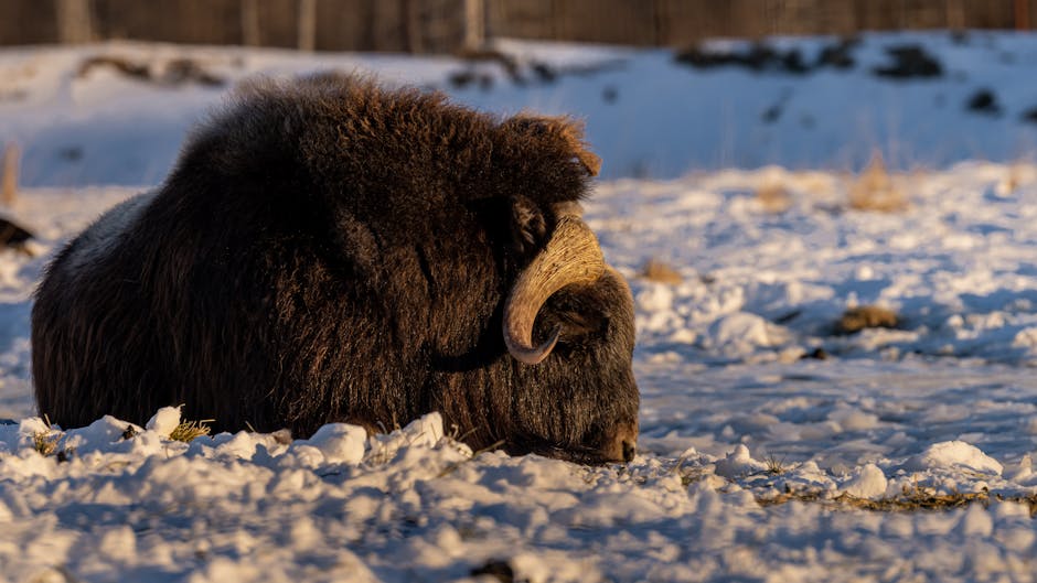 사향고양이커피의 매력과 커피 애호가를 위한 기성품 구분하는 방법 알아보자