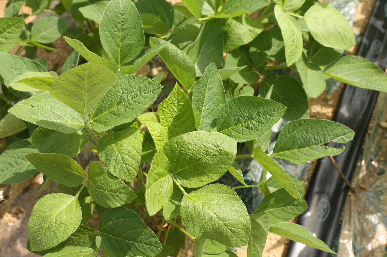 생콩잎의 건강 효능과 활용법 알아보기